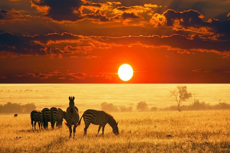 cheap flights to south africa -- african-safari-sunset