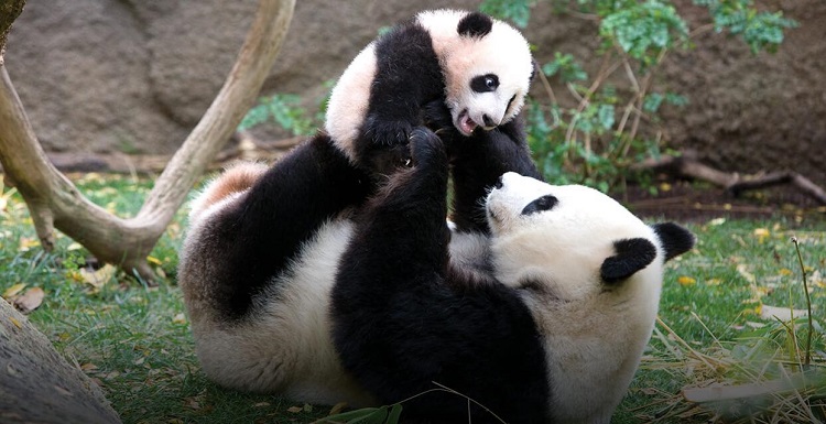 cheap flights to san diego heros-giant-panda