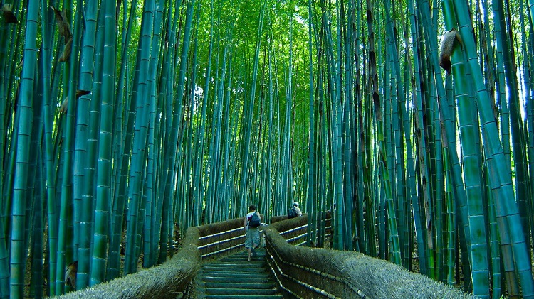 Bamboo Forest Sagano